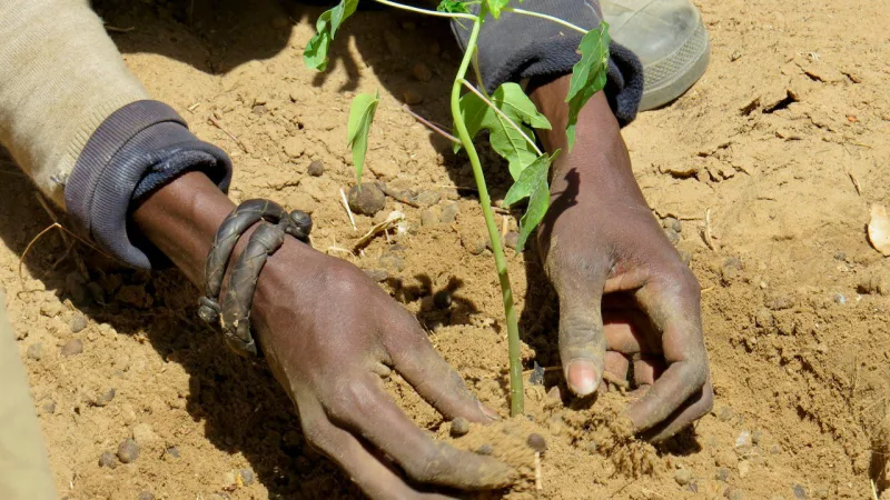 Des mains plantent un jeune arbre dans la terre sèche