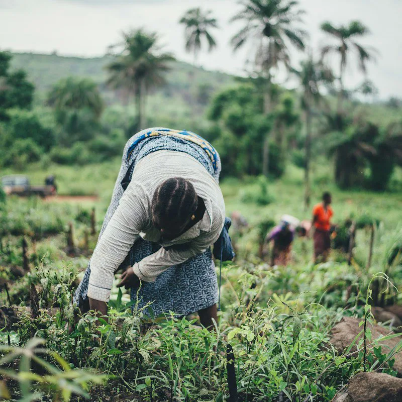 Une agricultrice au travail dans son champ
